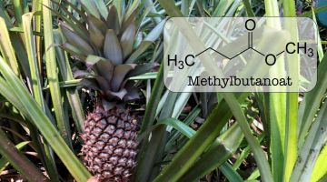 Den skønne duft af ananas