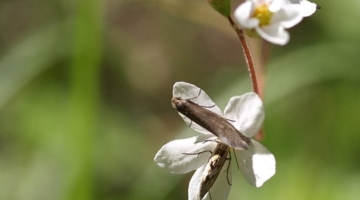 Blomst og sommerfugl i duftende ægteskab