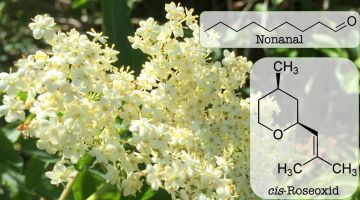 Den karakteristiske duft af hyldeblomst
