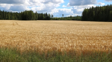 Kornsorter kan kommunikere sig til bedre udbytte