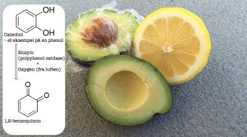 avocado14207686_785057688303613_3264910471894593742_o