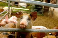 grisestaldpiglet-1033217