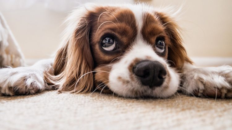 justering beviser omvendt Hundemad kan sprede resistente bakterier