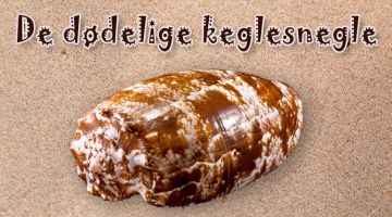 keglesnegle