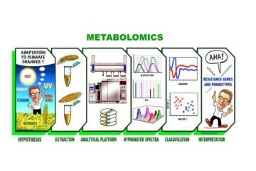 Metabolomics undersøger omsætningen af stoffer (metabolitter) – fx stoffer fra maden – i biologiske væv/væsker (fx fra et menneskes urin, afføring og blod). I blodet er der tale om en kollektiv karakterisering og kvantificering af alle metabolitter samt blodets indhold af lipoproteiner. Resultatet af en metabolomics-undersøgelse er et fysisk kemisk fingeraftryk af, hvad der er sket i kroppen. Dette fingeraftryk kan bruges til at afsløre afvigelser fra en given normaltilstand ved hjælp af multivariat databehandling (kemometri). NMR er bare en af flere analytiske metoder, der benyttes til metabolomics; to andre meget udbredte metoder er gaskromatografi koblet med massespektrometri (GC-MS) samt væskekromatografi koblet med massespektrometri (LC-MS). Illustration: Newlin og Engelsen.