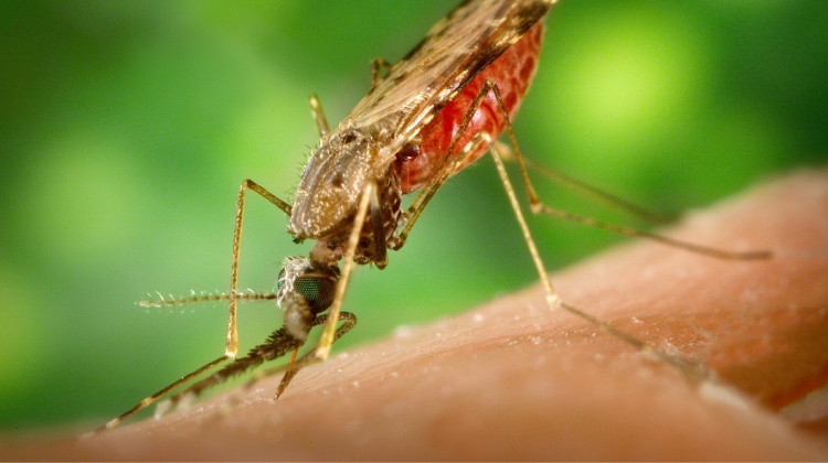 Quinin var som sendt fra himlen, da man for mere end 300 Ã¥r siden opdagede at det kunne bruges i behandlingen mod malaria - en infektionssygdom, der den dag i dag plager millioner af mennesker