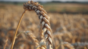wheat-1020831_1920